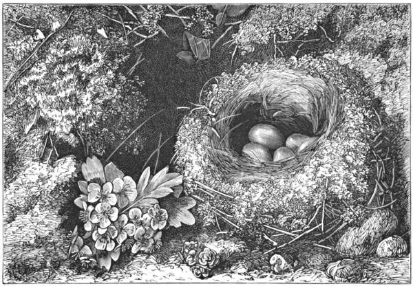 A ground-level nest, containing five eggs