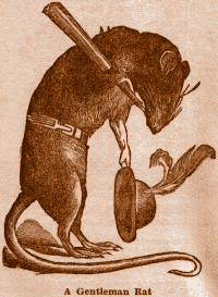 A Gentleman Rat.