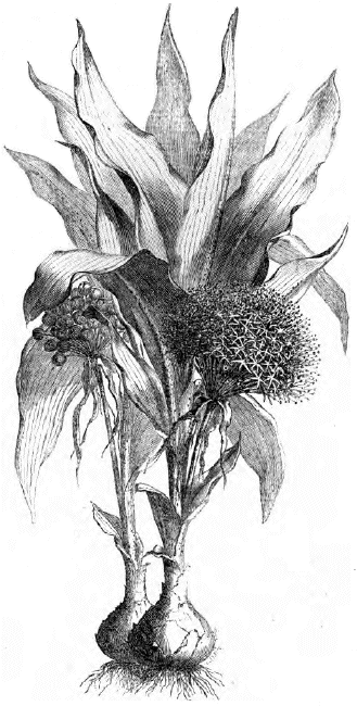 Oenanthus multiflorus