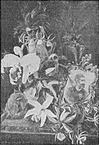 Orchideas―D. Alice Grilo