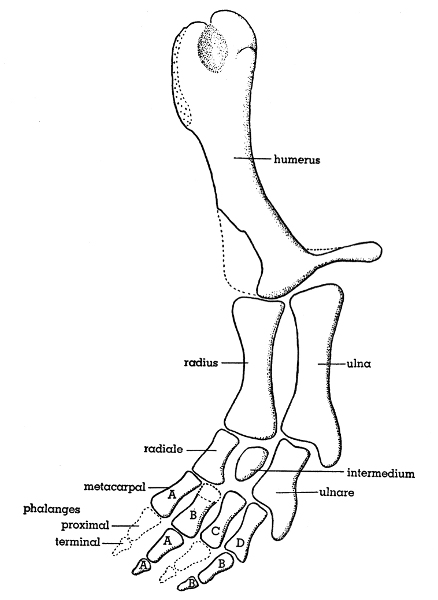 Fig. 11. Hesperoherpeton garnettense Peabody. Left forelimb,
showing characters of both a crossopterygian fin and an amphibian
foot. KU 10295, × 4.