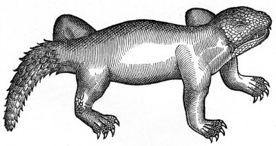 the "ægyptian or land crocodile," 1608.
