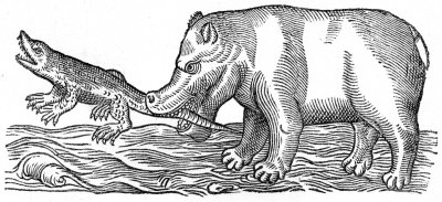 a hippopotamus taking its food, 1607.