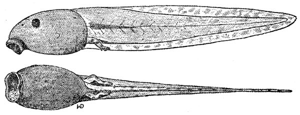 Fig. 1. Tadpole of Ptychohyla chamulae (KU 58199). × 2.5.