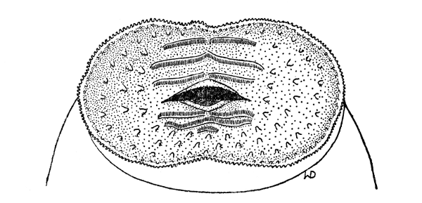 Fig. 2. Mouthparts of tadpole of Ptychohyla chamulae
(KU 58199). × 16.