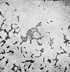 Bacteria acidophilus from Calves' Manure