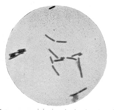 Bacillus bulgaricus, Showing the Cultures in English Cow's Milk