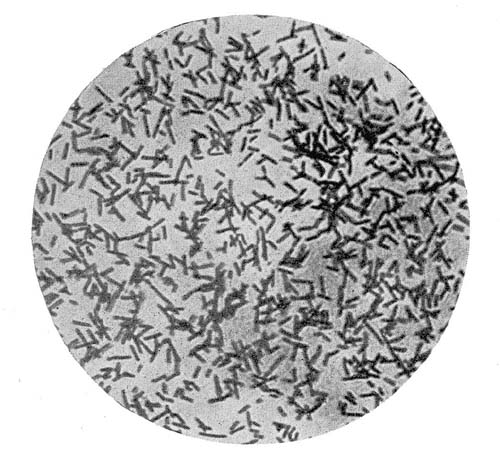 Photo-Micrograph of Pure Culture of Bacillus bulgaricus