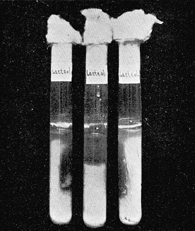 Photograph of Test-Tubes of Sterile Milk, Inoculated with a Tablet Preparation Said to Contain Pure Cultures