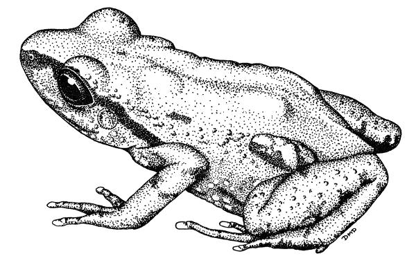 Fig. 1. Tomodactylus angustidigitorum (UMMZ 114305, × 4.5) illustrating
the lumbo-inguinal gland typical of members of the genus. From a kodachrome
by Wm. E. Duellman.