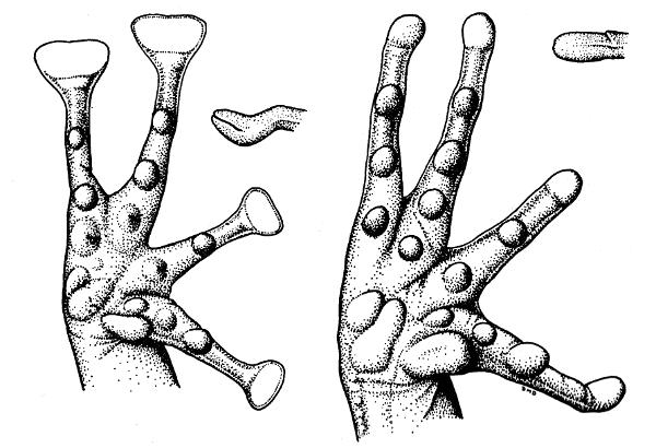 Fig. 2. Palmar views of the hands and lateral views of the tip of the third
digits of Eleutherodactylus alfredi (left, KU 93994, × 5) and Hylactophryne
augusti (right, KU 102594, × 3).