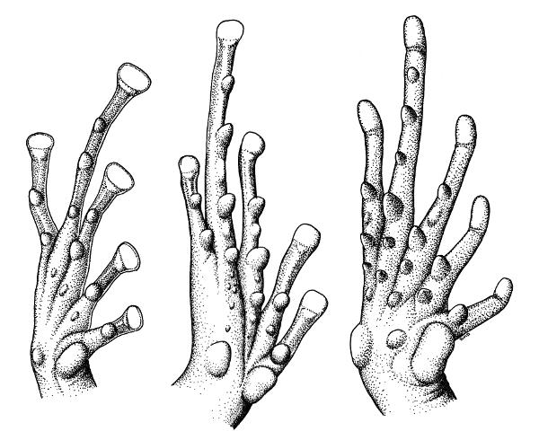 Fig. 3. Plantar views of feet of Eleutherodactylus alfredi (left, KU 93994,
× 4.5), Syrrhophus pipilans nebulosus (middle, KU 58900, × 7.5), and Hylactophryne
augusti (right, KU 102594, × 3) showing differences in size and
arrangement of supernumerary tubercles.