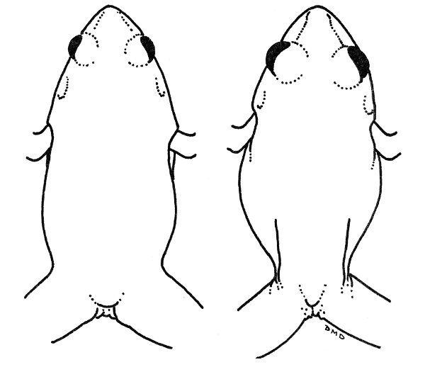 Fig. 5. Outline drawings of Leptodactylus melanonotus (left, KU 65704, × 2)
and Eleutherodactylus alfredi (right, KU 93994, × 2).