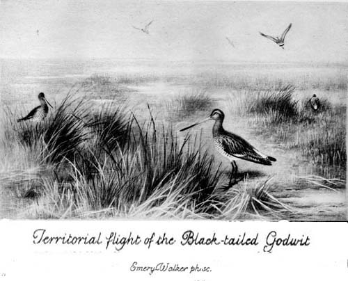 Territorial flight of the Black-tailed Godwit.