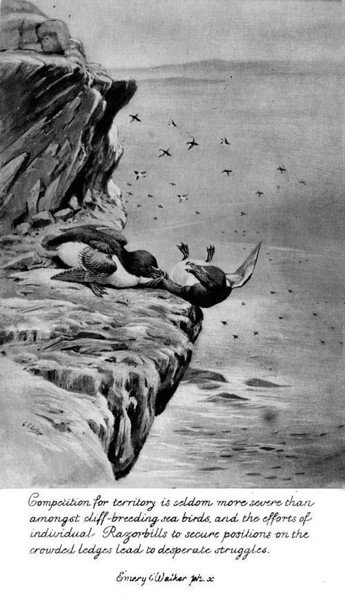 Competition for territory is seldom more severe than
amongst cliff-breeding sea birds, and the efforts of
individual Razorbills to secure positions on the
crowded ledges lead to desperate struggles..