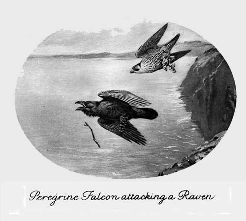 Peregrine Falcon
attacking a Raven