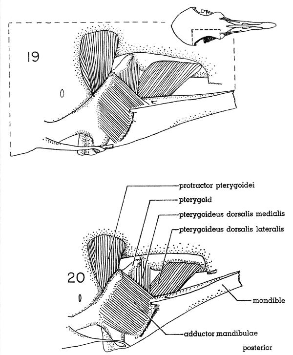 Fig. 19. Dorsal view of the jaw musculature of the White-winged Dove
(right side); deep layer. × 5.

Fig. 20. Dorsal view of the jaw musculature of the Morning Dove
(right side); deep layer. × 5.
