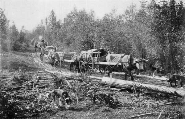 Carrying goods over long portage in MacKenzie River
region with the old-fashioned Red River ox-carts.
