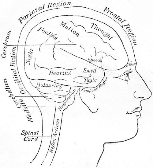 The human head
