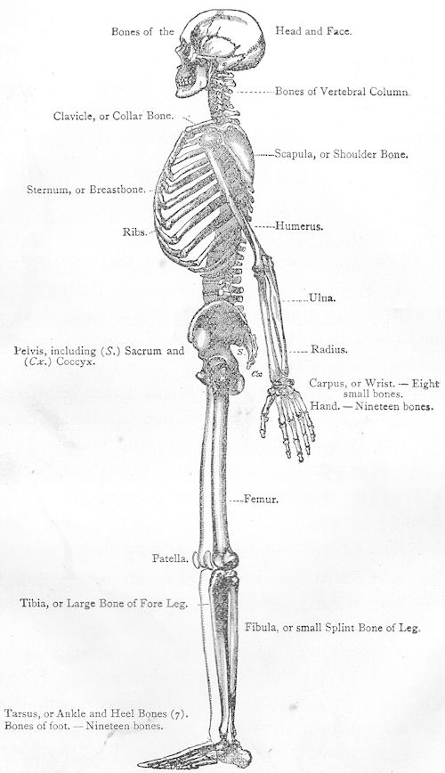 A human skeleton