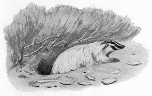 THE BADGERS COME OUT OF THEIR HOLES.