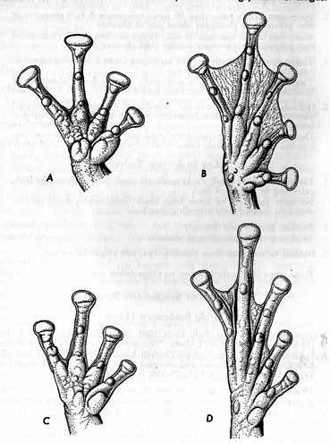 Drawings of four frog hands and feet