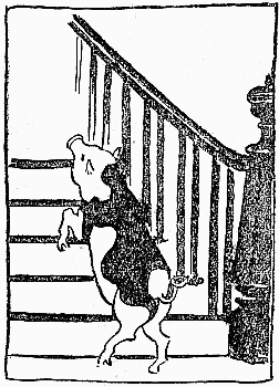 Pig on stairs