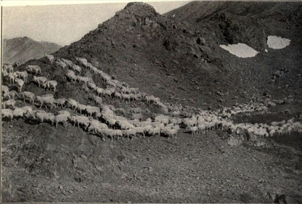 Sheep in the Mountains