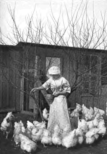 The Country Girl takes a pride in her chickens that makes
their care a pleasure to her.