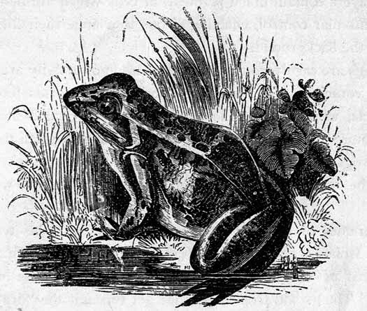 THE FEMALE FROG