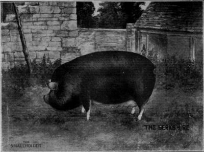A BERKSHIRE SOW.