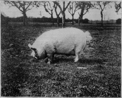 A MIDDLE WHITE BOAR.