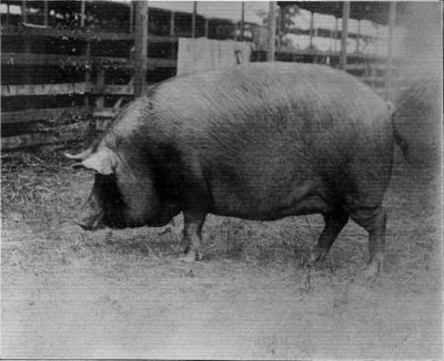 TAMWORTH SOW, "QUEEN OF THE FAIRIES."