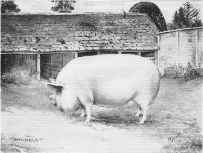 MIDDLE WHITE SOW.