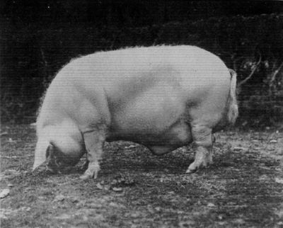 LARGE WHITE ULSTER BOAR.