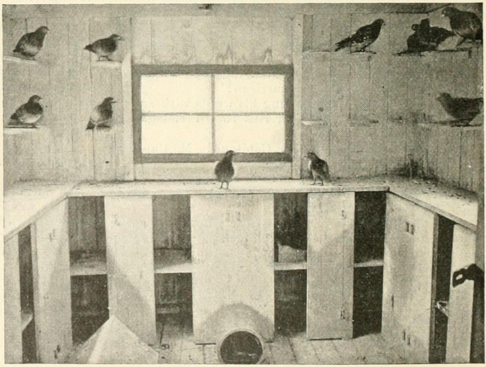 THE INTERIOR OF THE PIGEONS' HOME.