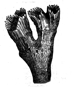 Caryophyllia fastigiata, Lam.