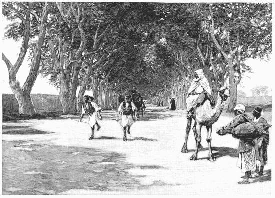 THE ROAD TO CHOUBRA. From a photograph by Sebah, Cairo