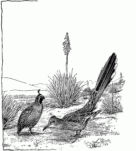 Valley Quail and Road-Runner.