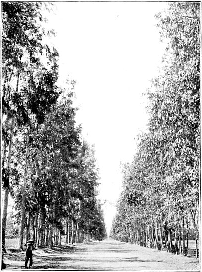 EUCALYPTUS AVENUE, SHOWING POLLARDED TREES ON THE RIGHT, NEAR LOS ANGELES