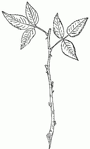 Fig. 3.—Rose cutting with a heel, 4 leaves cut, 2 leaves left.