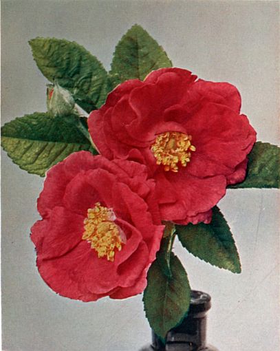 Gallica.  RED DAMASK (The Apothecary's Rose.)