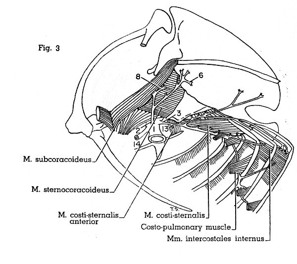 Fig. 3. Progne subis. Medial view of left half of
thorax. Not all muscles shown. See Fig. 4 for identification of
arteries. (× 1.5.)
