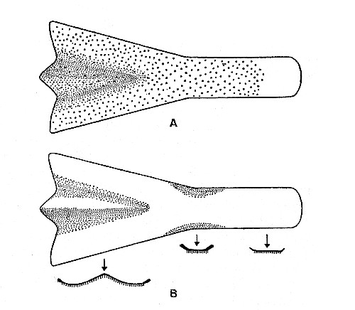 Fig. 2. Synaptotylus newelli (Hibbard). Restoration of
the parasphenoid, based on K. U. nos. 9939, 11451, × 5. A, ventral view,
B, dorsal view and cross sections.