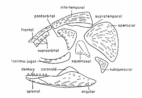 Fig. 3. Synaptotylus newelli (Hibbard). Diagram of the
dermal bones of the skull, in lateral view, based on K. U. nos. 788 and
11432. × 2-1/2 approximately.
