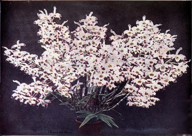 PLATE III

DENDROBIUM WARDIANUM

(At the time the photograph was taken this plant bore 264 flowers.)