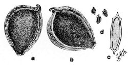 Fig 75.