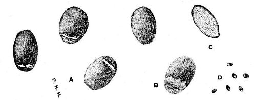 Fig 158.
