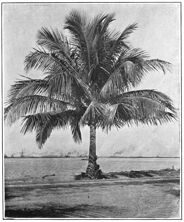 A young cocoanut tree.
