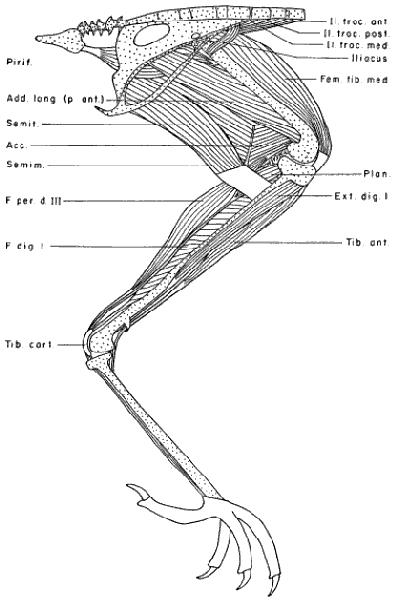 Medial View Deeper Leg Muscles